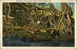 Mangrove Tree, Sunny Isles Postcard