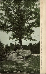 Tree Growing out of a Rock on Cheshire Trolly Line Postcard