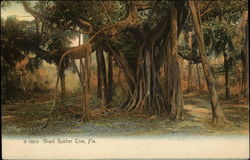 Giant Rubber Tree Postcard