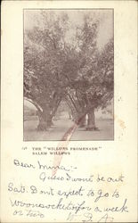 The Willows Promenade, Salem Willows Postcard