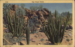 Pipe Organ Cactus Cactus & Desert Plants Postcard Postcard