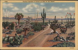 Various Species of Cactus as Seen on the Desert Cactus & Desert Plants Postcard Postcard