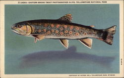 Eastern Brook Trout Photographed Alive Postcard