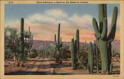 Giant Sahuaros, a road on the desert in Arizona Postcard Postcard