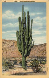 World's Largest Sahuaro Cactus Cactus & Desert Plants Postcard Postcard