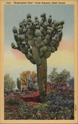 Waternelon Tree: Freak Sahuaro Giant Cactus Cactus & Desert Plants Postcard Postcard