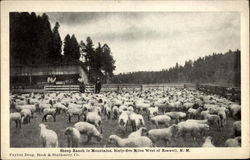 Sheep Ranch in Mountains, Sixty-five Miles west of Roswell New Mexico Postcard Postcard