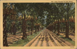 Date Gardens on the Desert Postcard