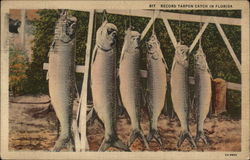 Record Tarpon Catch in Florida Fish Postcard Postcard