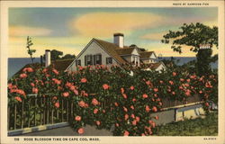 Rose Blossom Time Cape Cod, MA Postcard Postcard