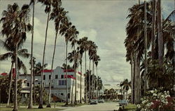 Towering Washignton palms Postcard