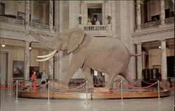 African Bush Elephant, Museum of Natural History Washington, DC Washington DC Postcard Postcard