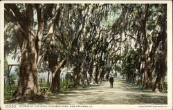 Avenue of Live Oaks, Audubon Park Postcard