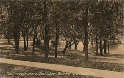 Walk through trees at East School Building New Castle, IN Postcard Postcard