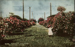 Oleander Esplanade Postcard