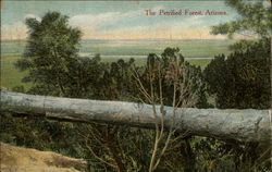 The Petrified Forest Postcard