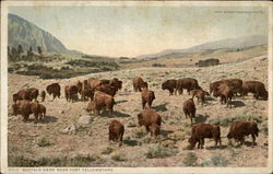 Buffalo Herd Near Fort Yellowstone Wyoming Postcard Postcard