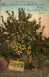 Picking Lemons in California Postcard