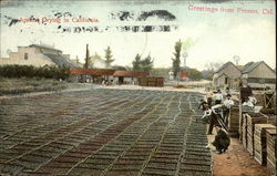 Apricots Drying in California Postcard