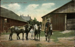 Mules for the Coal Mines Postcard