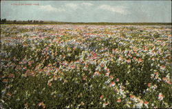 A Field of Sweet Peas Postcard