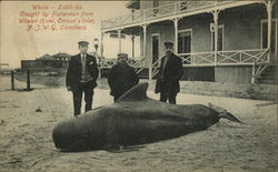 Whale (2000 lbs) Caught by Fisherman from Whelen Hotel, Corson's Inlet Ocean City, NJ Postcard Postcard