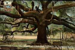 The Largest Live Oak Tree in Florida Postcard