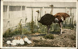 Ostriches - A Happy Family Postcard Postcard