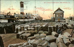 Cotton on the Levee, New Orleans, La Postcard