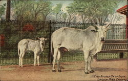 Zebu, Sacred Ox of India, Lincoln Park Postcard