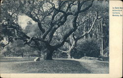 La Conte Oak, University of California Postcard