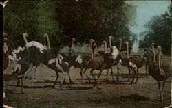 A Group of Ostriches Postcard