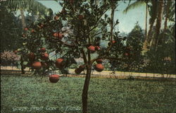 Grape Fruit Trees in Florida Postcard Postcard