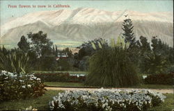 From Flowers to Snow in California Postcard