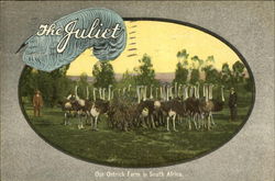 The Juliet, Our Ostrich Farm in South Africa Farming Postcard Postcard