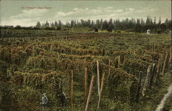 An Oregon Hop Field Postcard