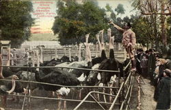 Swallowing whole oranges, Cawston Ostrich Farm Postcard