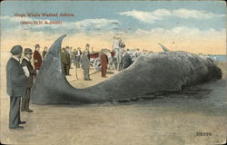 Huge Whale Washed Ashore Postcard