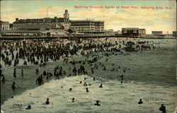 Bathing Grounds North of Steel Pier Postcard