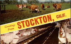 Greetings from Stockton Postcard