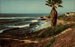 Along the Shore at Beautiful LaJolla Postcard