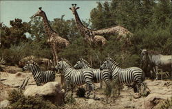 African Veldt, Disneyland Postcard