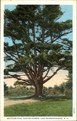 Whittier Pine, Center Harbor Lake Winnipesaukee, NH Postcard Postcard