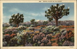 Joshua Palms on the Desert Postcard