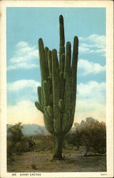 Giant Cactus Cactus & Desert Plants Postcard Postcard