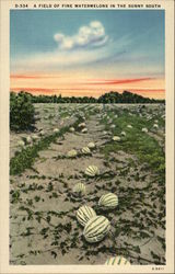 A Field of Fine Watermelons in the Sunny South Postcard