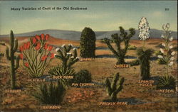 Many Varieties of Cacti of the Old Southwest Postcard