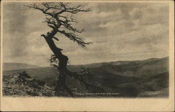 "Ten Thousand Years" Trees Postcard Postcard