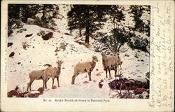 Rocky Mountain Sheep in National Park Rocky Mountain National Park Postcard Postcard