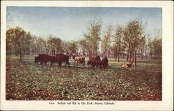 Buffalo and Elk in City Park Denver, CO Postcard Postcard